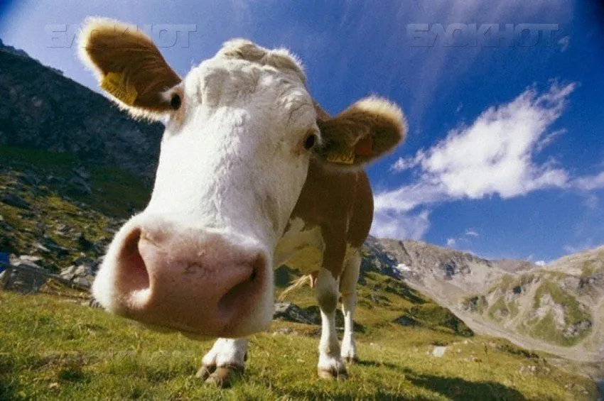 фотография продукта КРС коровы..