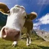кРС коровы,телки, выбракованные на убой в Сызрани