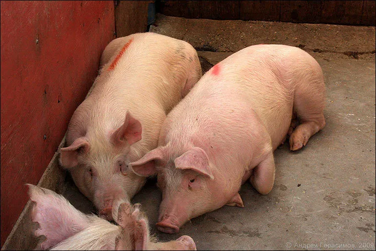 свиньи, Свиноматки, Поросята (оптом) в Самаре 9
