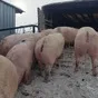 свиньи, Свиноматки, Поросята (оптом) в Самаре 2