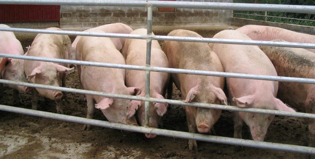 свиньи от 140...кг в Самаре 4