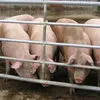 свиньи от 140...кг в Самаре 4