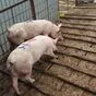 свиноматки, свиньи, поросята от 5-300 кг в Самаре 3