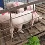 свиноматки, свиньи, поросята от 5-300 кг в Самаре 2