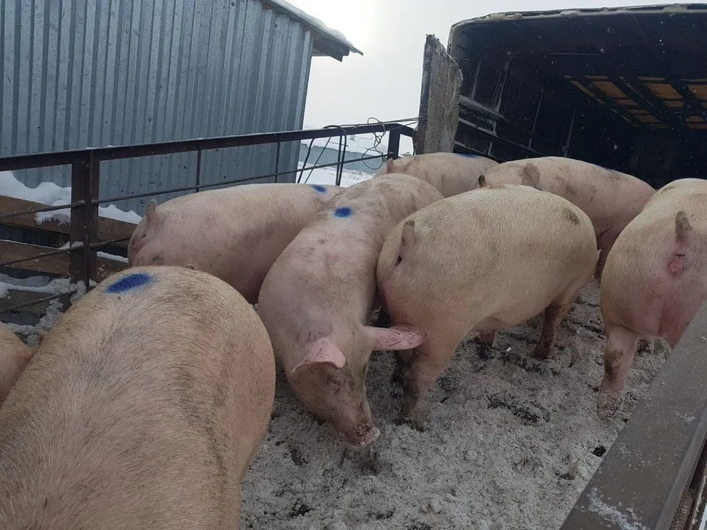 Фотография продукта Свиноматки, свиньи, поросята от 5-300 кг