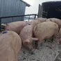 свиноматки, свиньи, поросята от 5-300 кг в Самаре