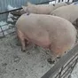 свиноматки, свиньи, поросята от 5-300 кг в Самаре 7