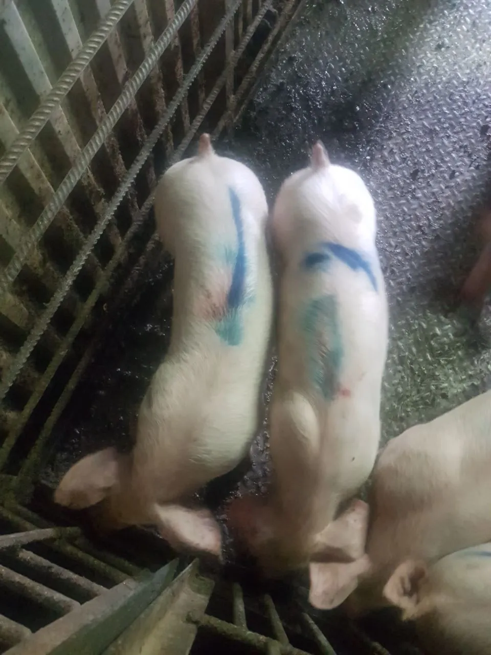 свиноматки, свиньи, поросята от 5-300 кг в Самаре 4