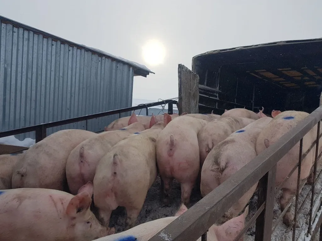 свиноматки, свиньи, поросята от 5-300 кг в Самаре 9