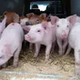 свиноматки, свиньи, поросята от 5-300 кг в Самаре 10