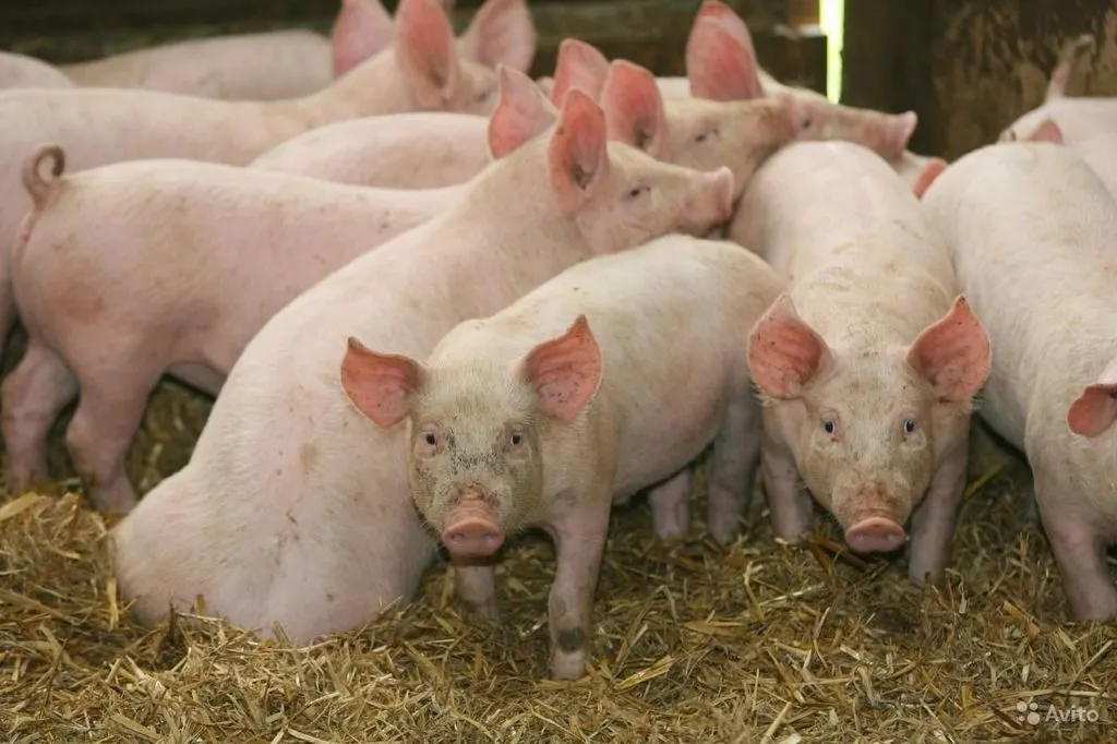 свиньи,поросята 40-60 кг в Самаре 5