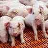свиньи,поросята 40-60 кг в Самаре