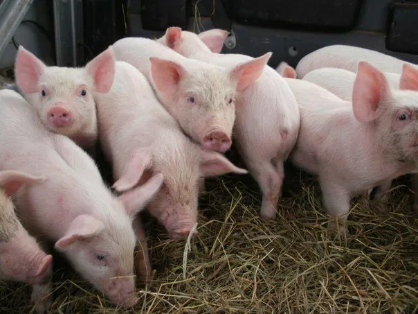 свиньи от 30-65 кг (оптом) в Самаре 3