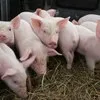 свиньи от 30-65 кг (оптом) в Самаре 3