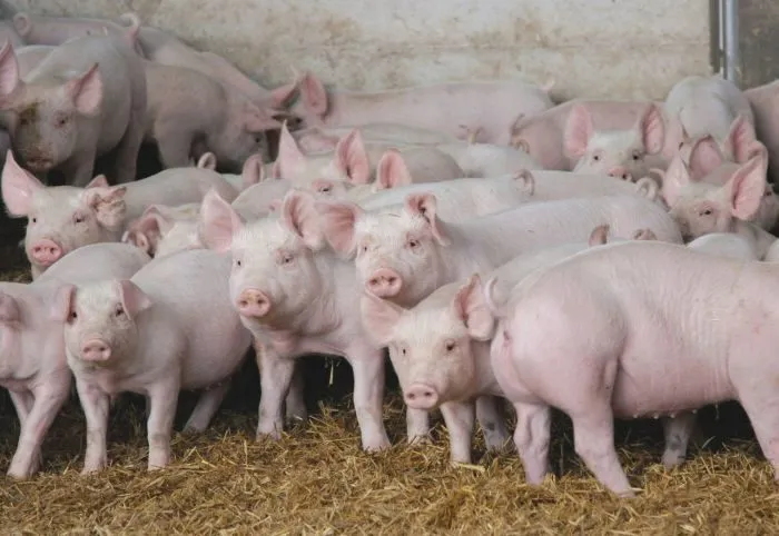 свиньи от 30-65 кг (оптом) в Самаре 2