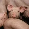 свиньи от 30-65 кг (оптом) в Самаре