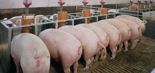 фотография продукта свиньи в живым весом