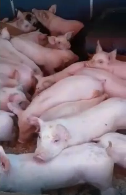 поросята, свиньи, свиноматки(оптом) в Самаре и Самарской области 7