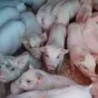 поросята, свиньи, свиноматки(оптом) в Самаре и Самарской области 7
