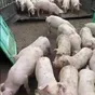 поросята, свиньи, свиноматки(оптом) в Самаре и Самарской области 5