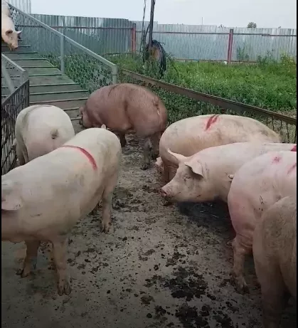 поросята, свиньи, свиноматки(оптом) в Самаре и Самарской области