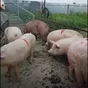 поросята, свиньи, свиноматки(оптом) в Самаре и Самарской области 2