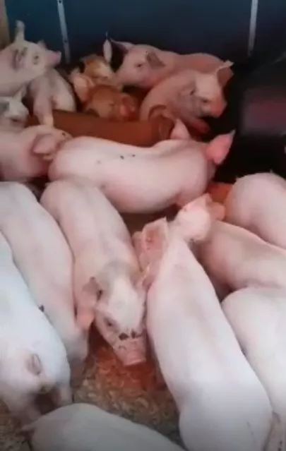 поросята, свиньи, свиноматки(оптом) в Самаре и Самарской области 9