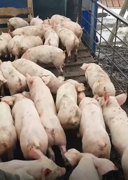 поросята, свиньи, свиноматки(оптом) в Самаре и Самарской области 3