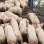 поросята, свиньи, свиноматки(оптом) в Самаре и Самарской области 2