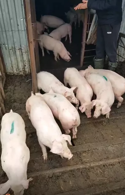поросята, свиньи, свиноматки(оптом) в Самаре и Самарской области 5