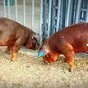 свиньи беконные Дюрок и Ландрас в Самаре и Самарской области