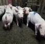 поросята 6-60 кг. Свиньи. Свиноматки  в Самаре