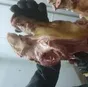 головы свиные ограбленные в Тольятти 5