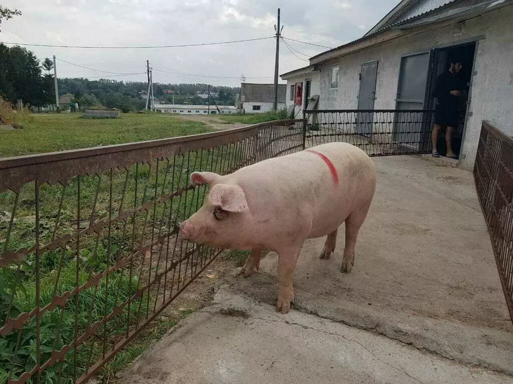 свиней в живом весе 6-300кг в Самаре 2