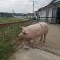 свиней в живом весе 6-300кг в Самаре 2