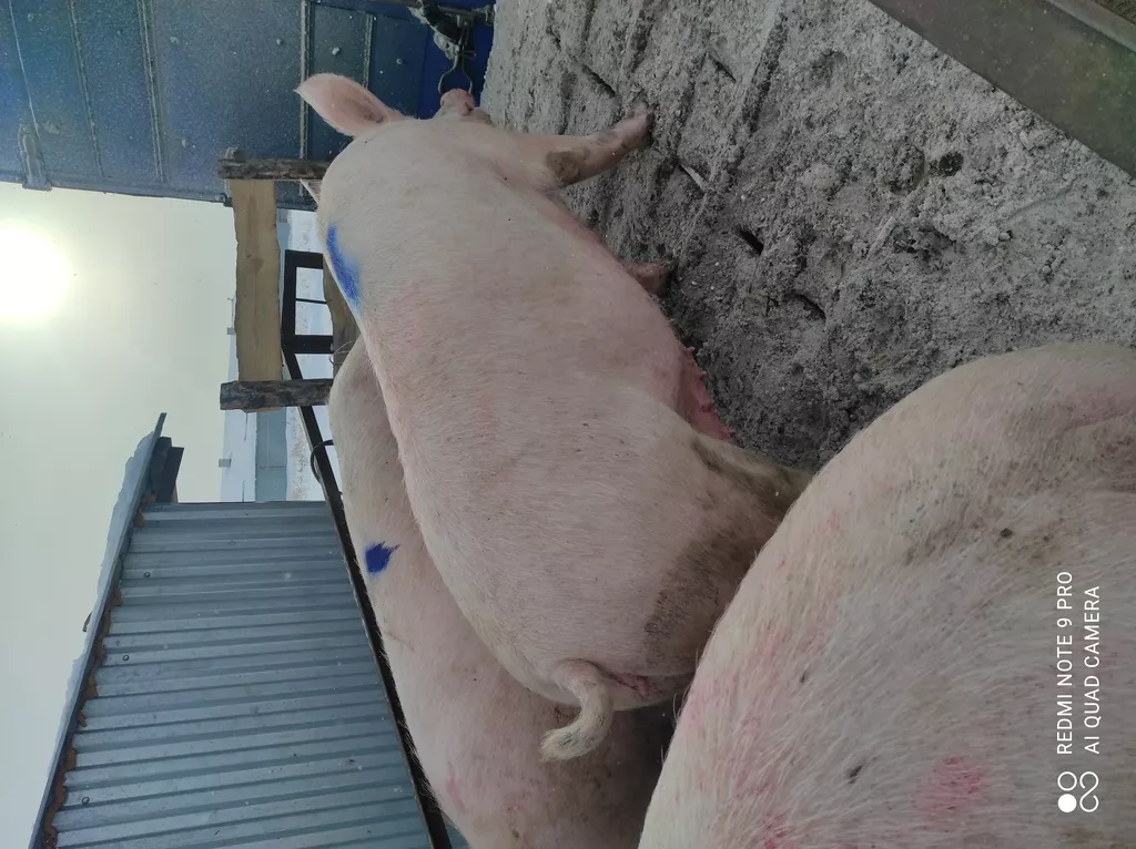 свиней в живом весе 6-300кг в Самаре 3