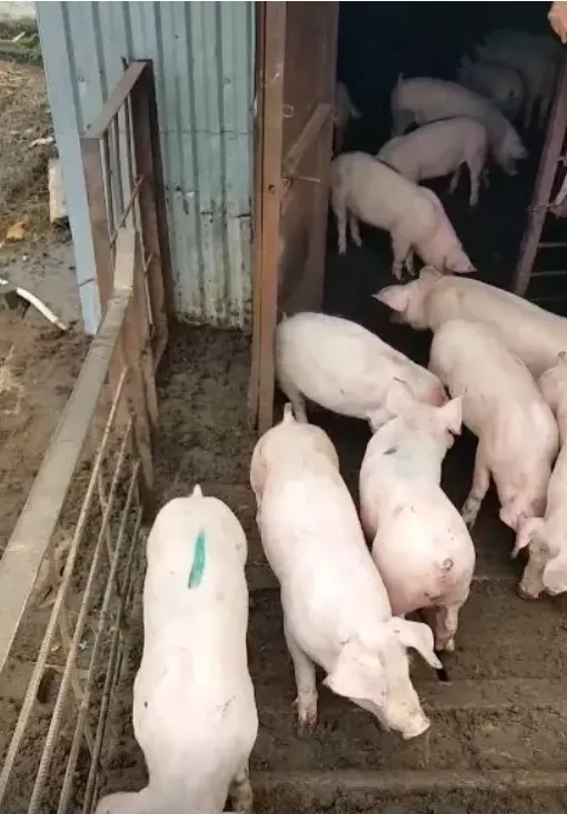 Фотография продукта Свиньи, свиноматки, поросята с комплекса