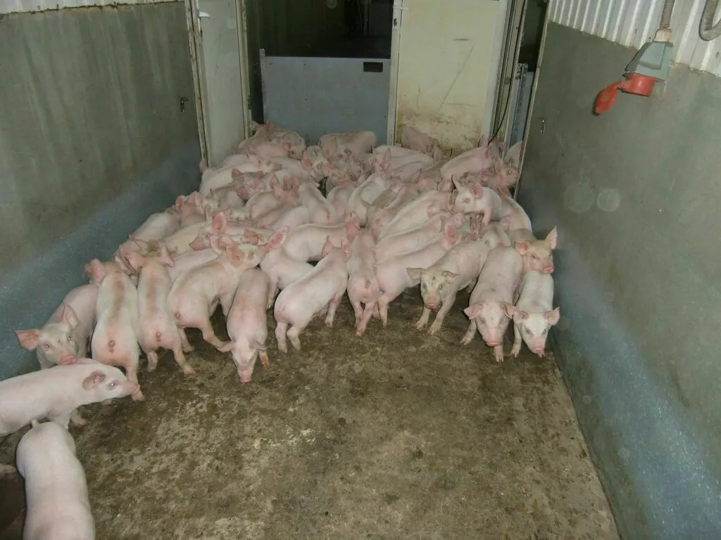 фотография продукта Свиней, свиноматок, поросят (оптом)